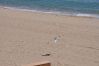Ferienwohnung in Rosas / Roses - 1236 CARLA MAR 50m playa